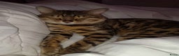 Bengal cats for sale: Bengal boy (2) for sale - Advert 5