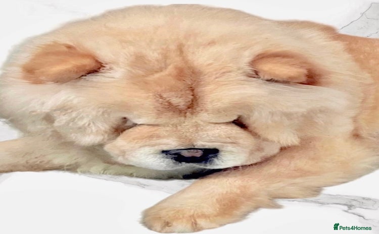 Chow Chow dogs - Advert 1