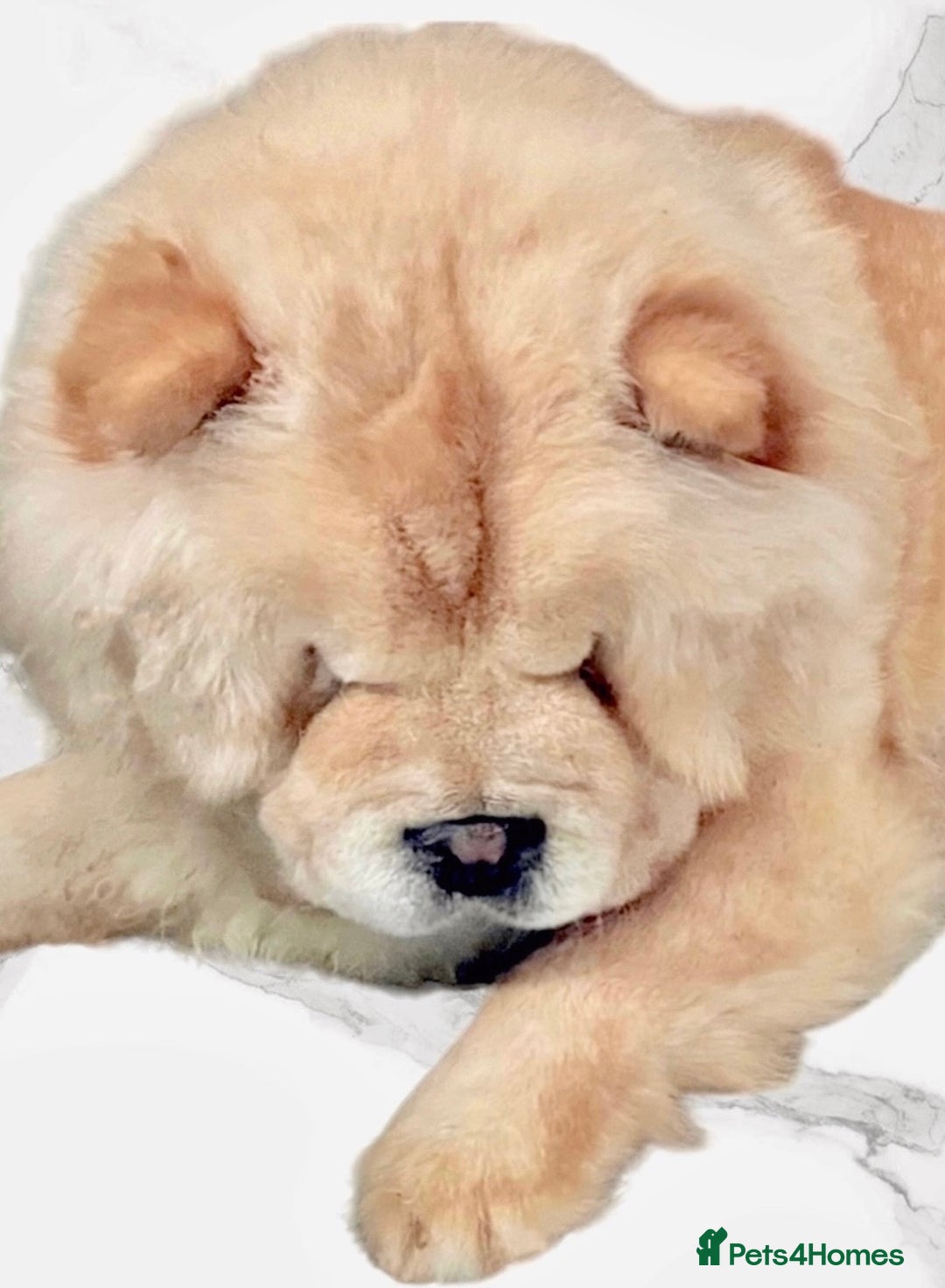 Chow Chow dogs for sale: GORGEOUS KC FEMALE CHOW FOR SALE!!!!! - Image 1