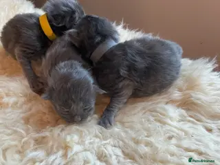 Maine Coon cats Beautiful Maine Coon x Ragdolls - Advert 1