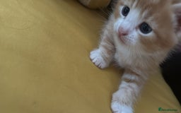 American Shorthair cats for sale: 2 kitten for sale  - Image 4