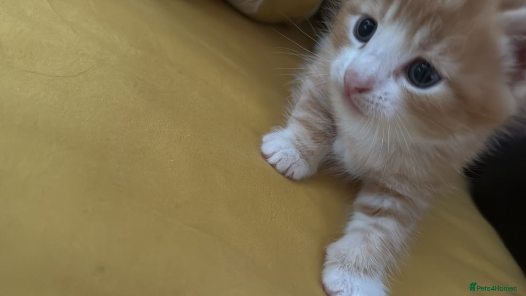 American Shorthair cats for sale: 2 kitten for sale  - Image 4