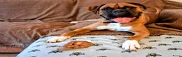 Boxer dogs for stud: Proven KC Red with Black Mask Boxer Hrt Sc 0 - Advert 4
