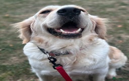 Golden Retriever dogs for sale: 7 beautiful Golden Retriever puppies  - Image 21