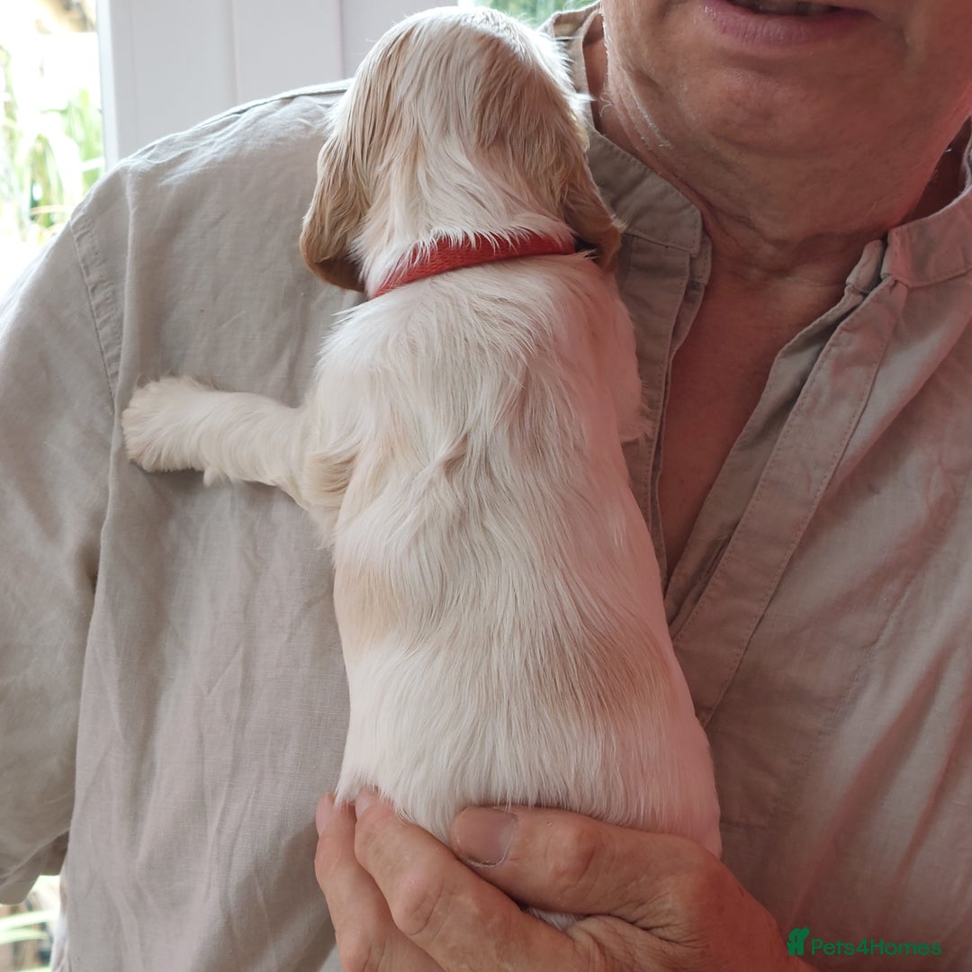 Cocker Spaniel dogs for sale: Kc Reg show type cocker spaniel puppies  - Image 26