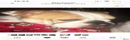 English Bulldog dogs for sale: English bulldog - Advert 1
