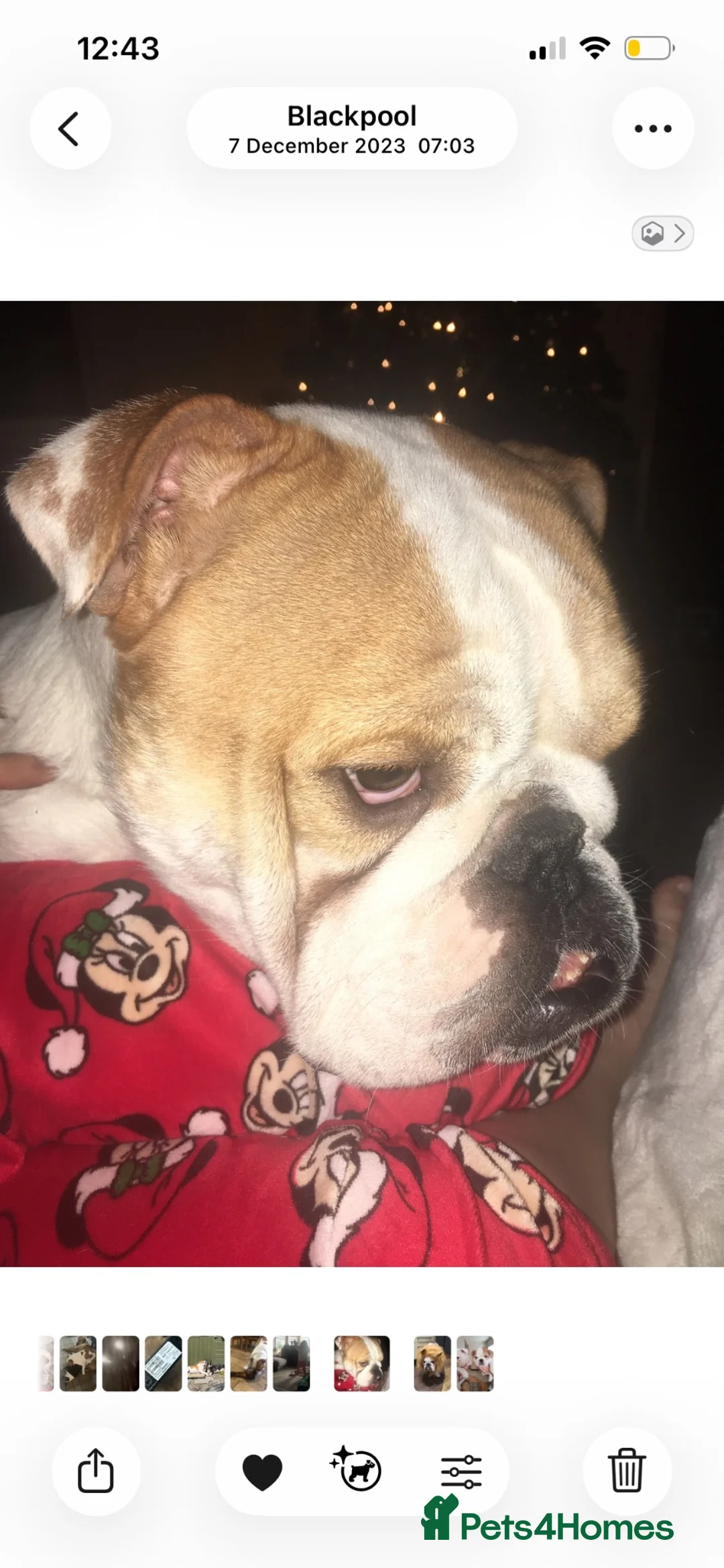 English Bulldog dogs for sale: English bulldog - Advert 1