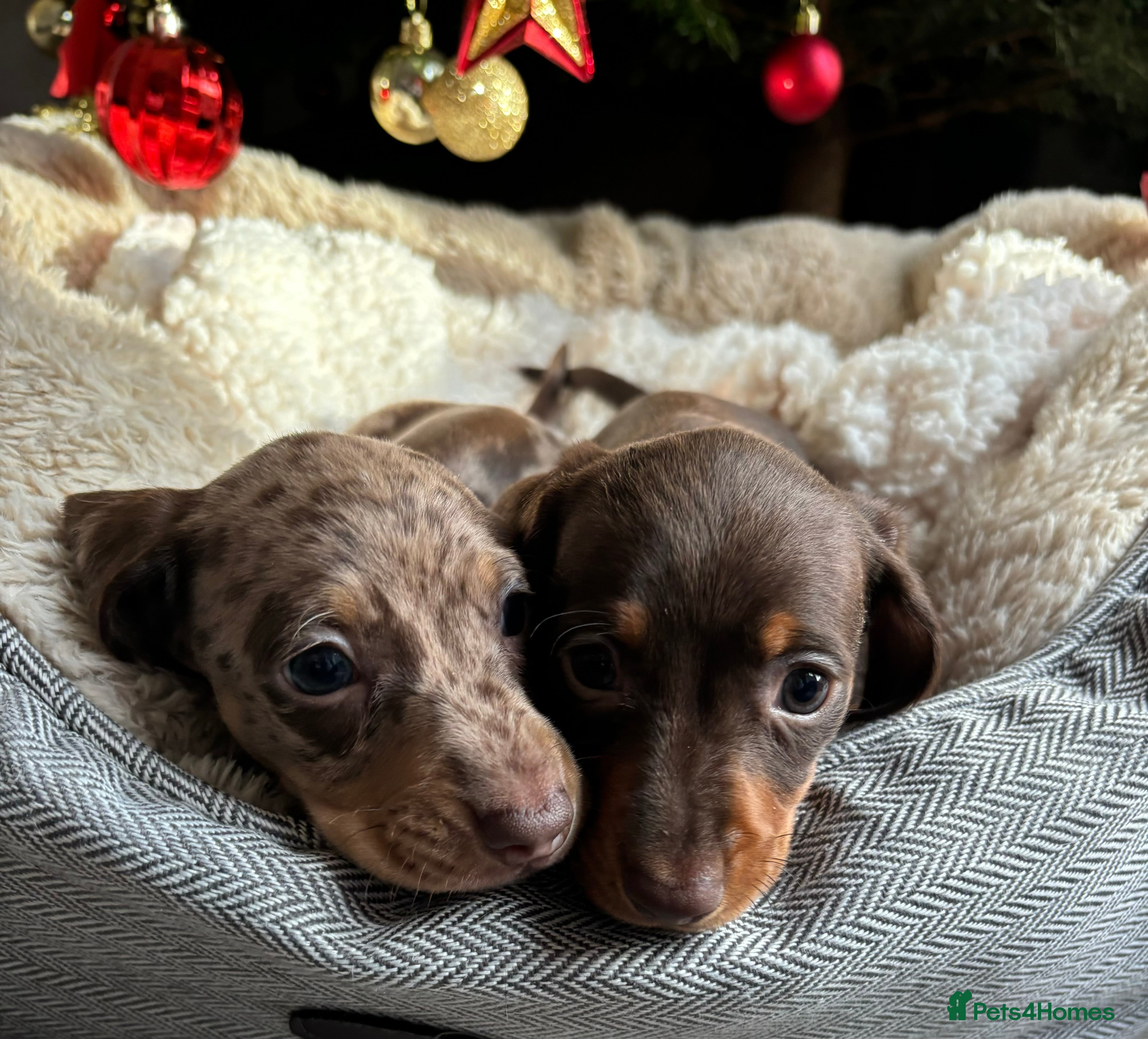 Miniature Dachshund dogs 🎄Last 2 Miniature Dachshund Pups Ready 23rd Dec🎄 - Advert 6