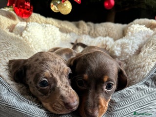 Miniature Dachshund dogs 🎄Last 2 Miniature Dachshund Pups Ready 23rd Dec🎄 - Advert 2
