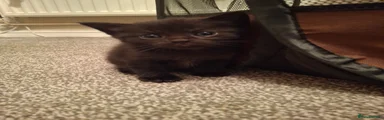 British Shorthair 3