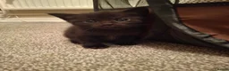 British Shorthair cats for sale: British short hair mixed  - Advert 2