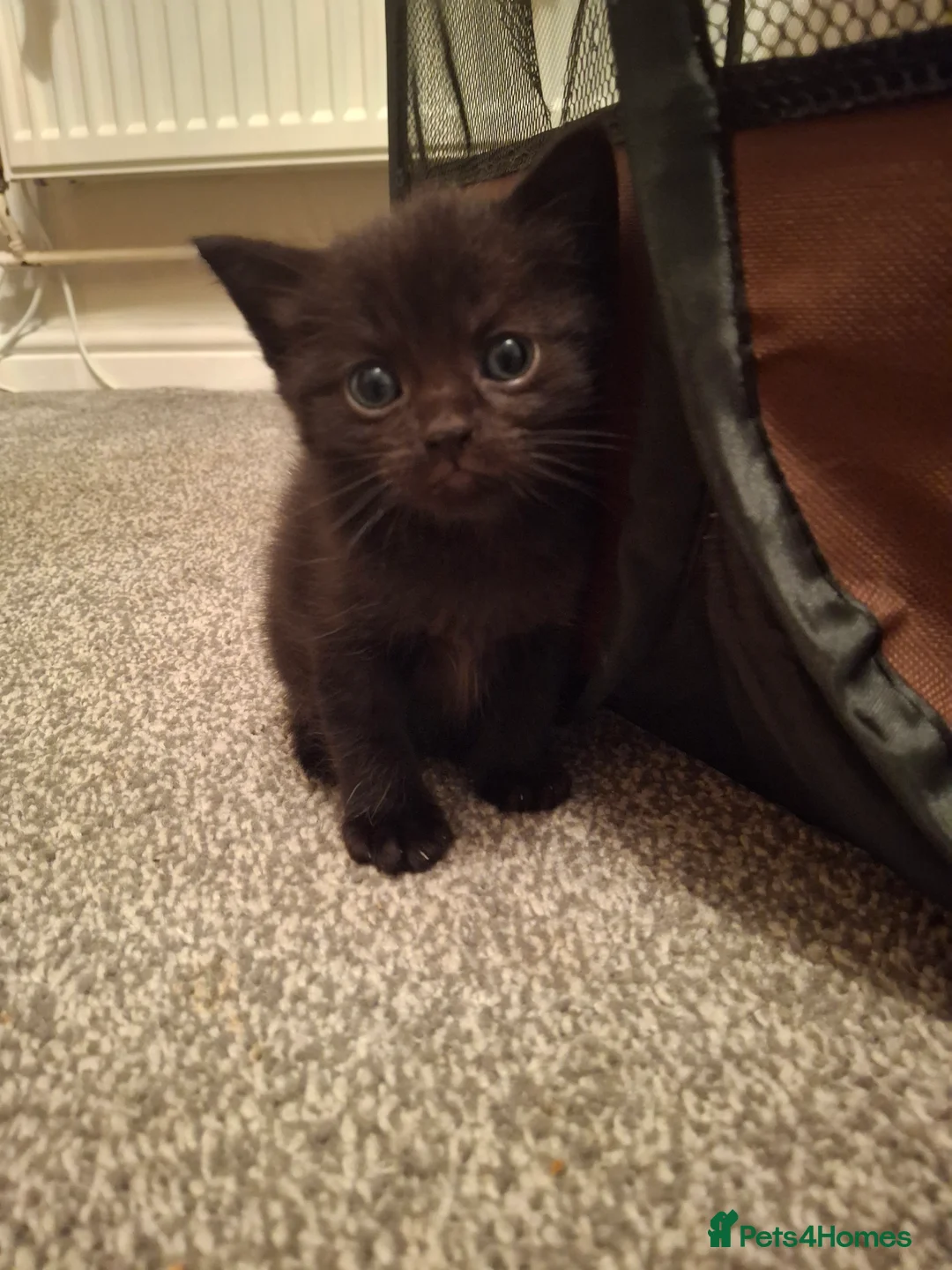British Shorthair cats for sale: British short hair mixed  - Advert 2