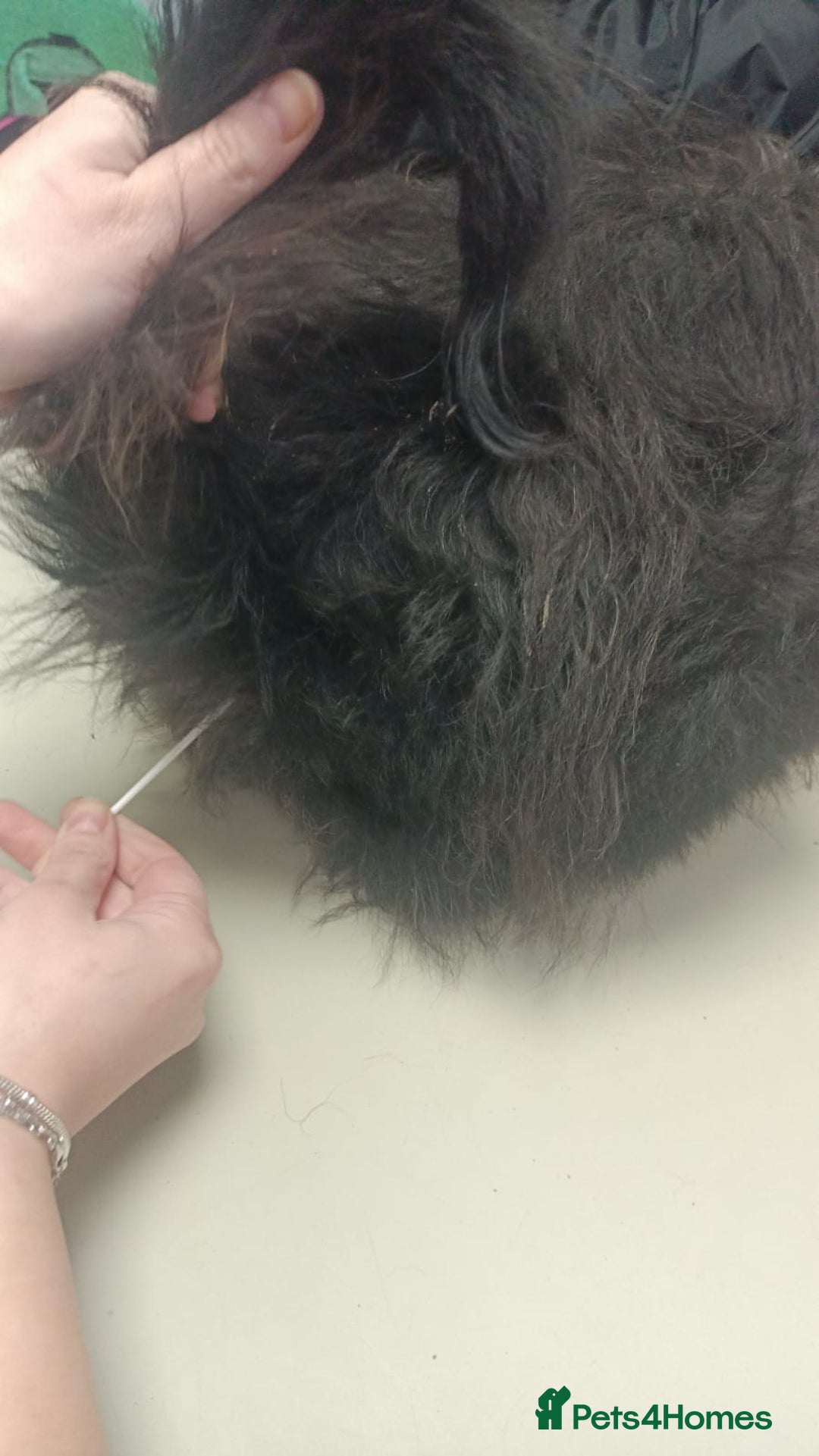 Mixed Breed dogs for adoption: ROCKY – Gentle, Resilient & Ready for Love 🐾 - Advert 9