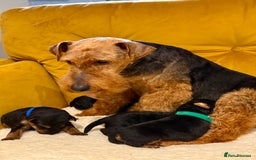 Welsh Terrier dogs for sale: Absolutely stunning top litter  - Image 3