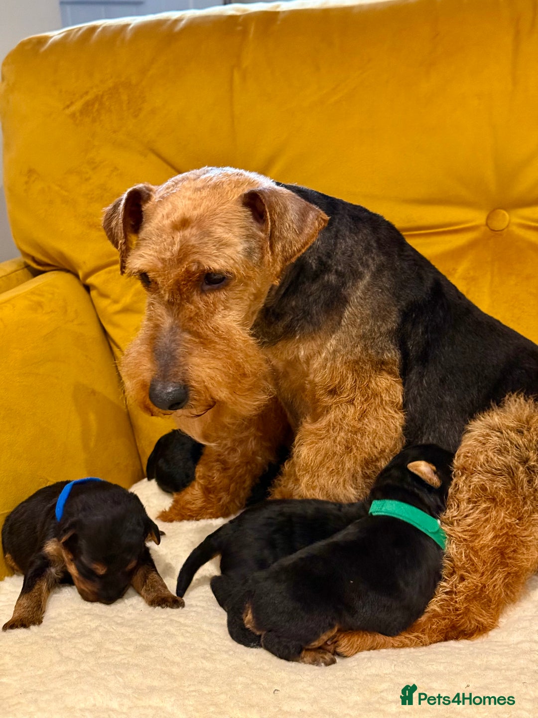 Welsh Terrier dogs for sale: Absolutely stunning top litter  - Image 3
