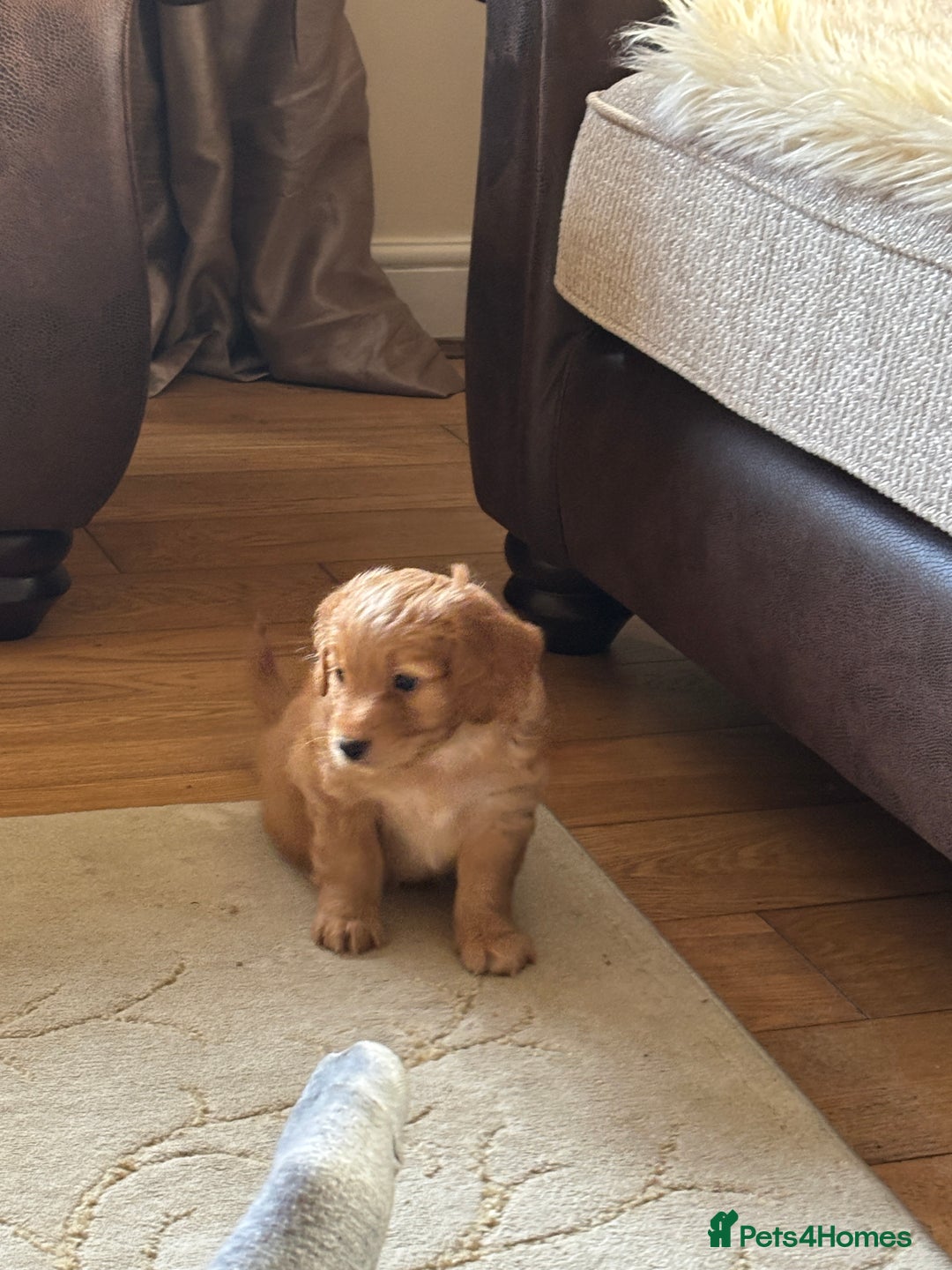 Mixed Breed dogs for sale:  Cockerainan   - Image 15