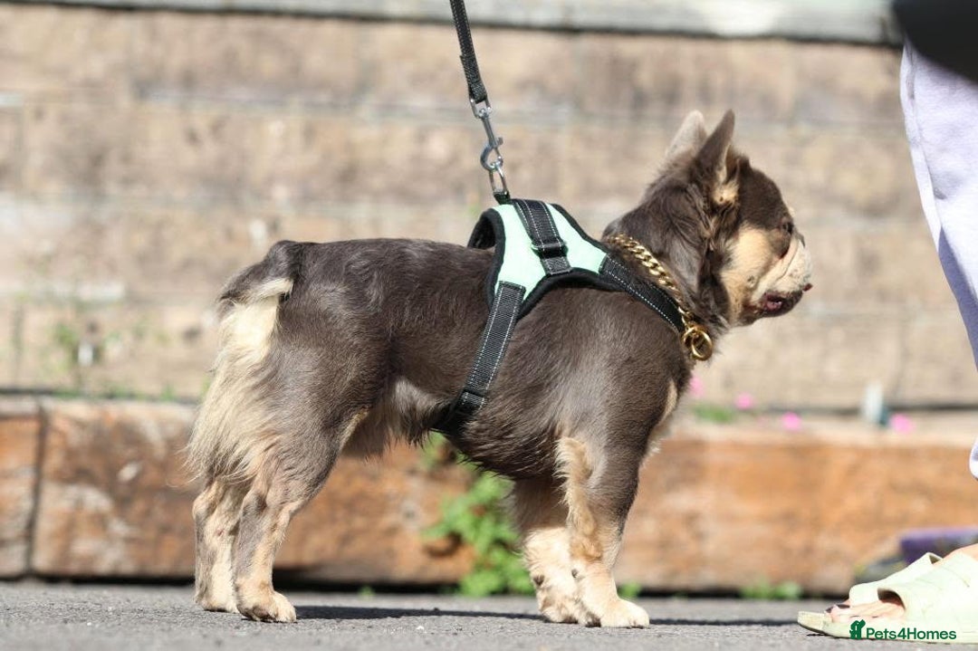 French Bulldog dogs for sale: HIGH QUALITY FLUFFY FRENCHIES  - Advert 21