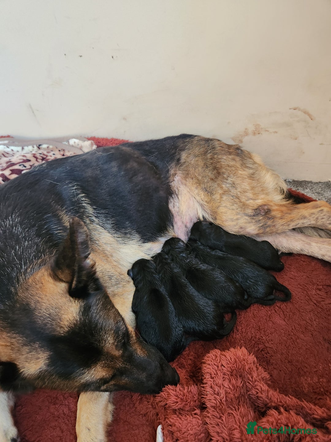 German Shepherd dogs for sale: Girls - Image 5