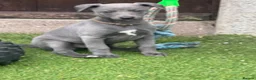 Whippet dogs for sale: Whippets  - Advert 17