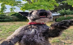 Miniature Schnauzer dogs for sale: Shadow - Image 3