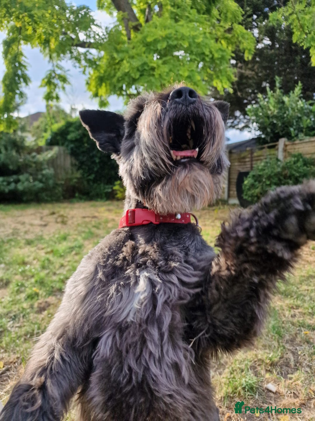 Miniature Schnauzer dogs for sale: Shadow - Image 3