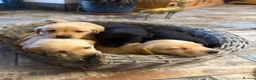 Labrador Retriever dogs for sale: KC Labradors puppies  - Advert 8
