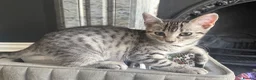Egyptian Mau cats for sale: Egyptian Mau cutest kittens. Ready NOW - Advert 3
