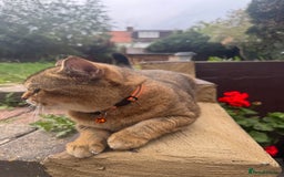 Scottish Fold cats for sale: Cookie Looking for a Loving Home - Image 5