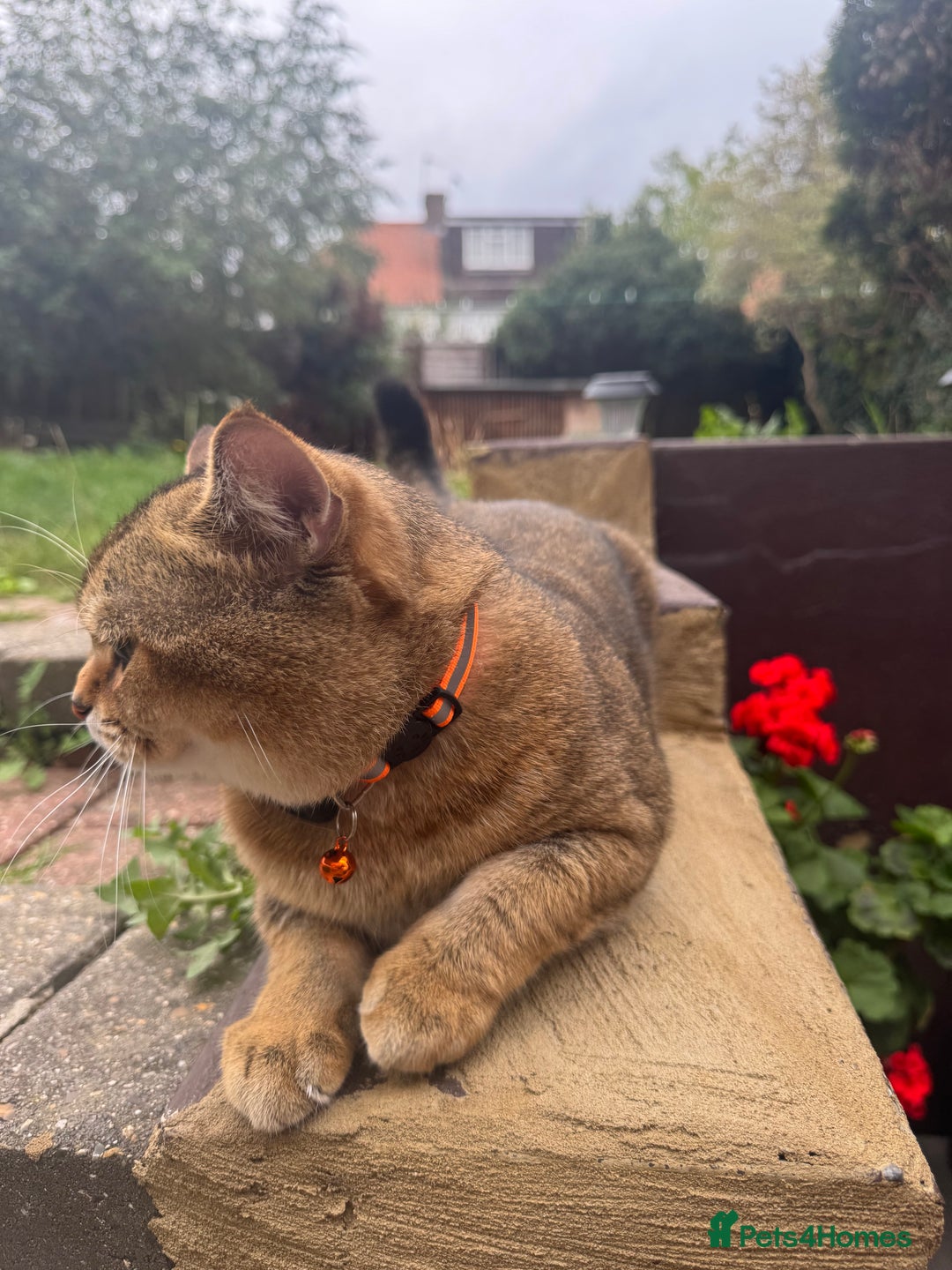 Scottish Fold cats for sale: Cookie Looking for a Loving Home - Image 5