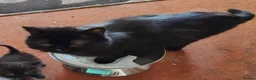 Exotic cats for sale: Pedigree Exotic Kittens - Advert 1