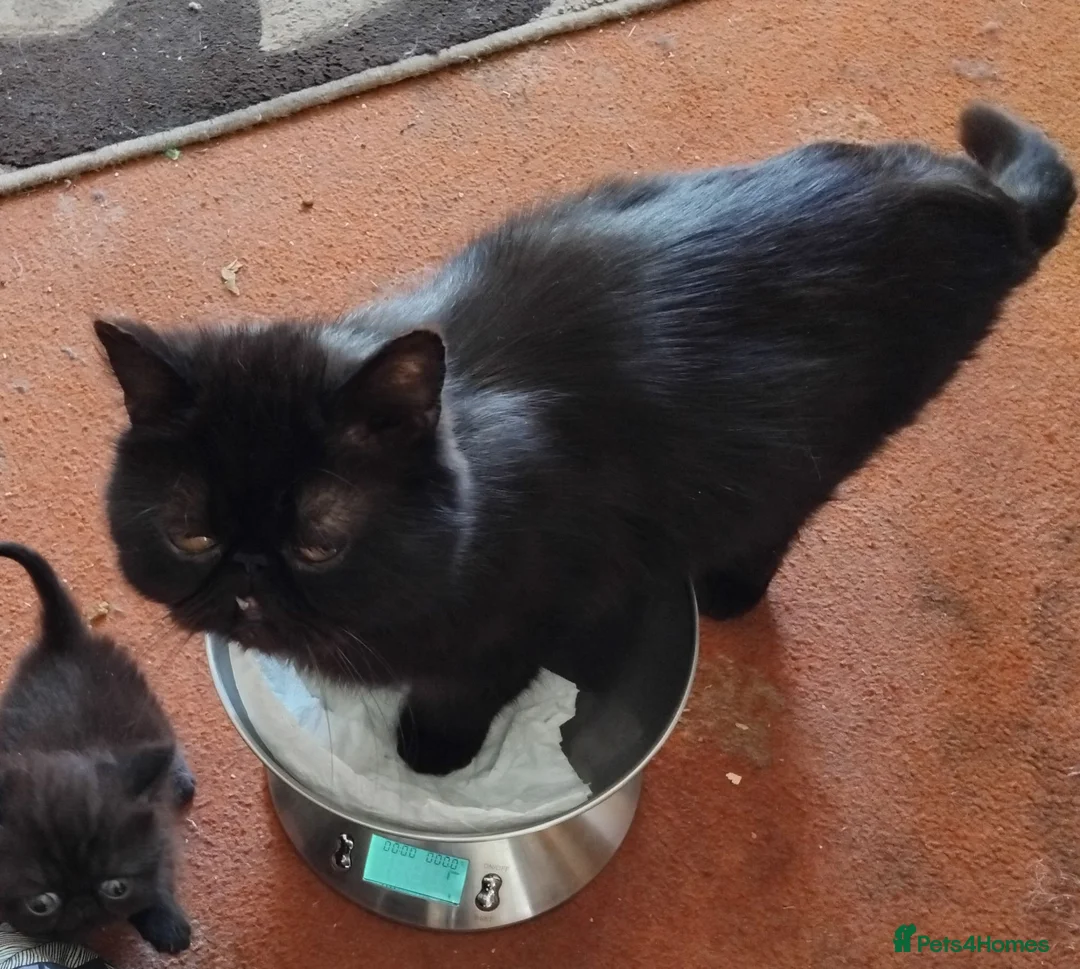 Exotic cats for sale: Pedigree Exotic Kittens - Advert 1