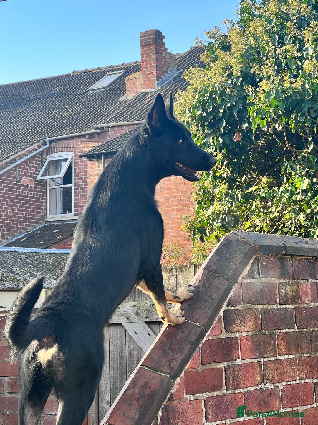 Belgian Shepherd Dog dogs for stud: For stud - Advert 3