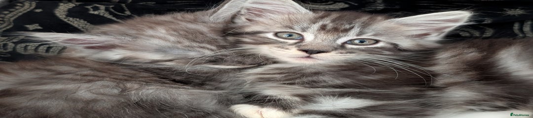 Maine Coon Kitten 1