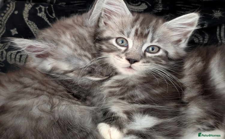 Maine Coon cats - Advert 4
