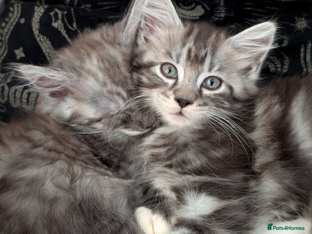 Maine Coon cats for sale: One Maine Coon silver tabby boy left. Ready now!  - Image 1