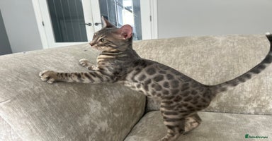 Bengal cats - Advert 3