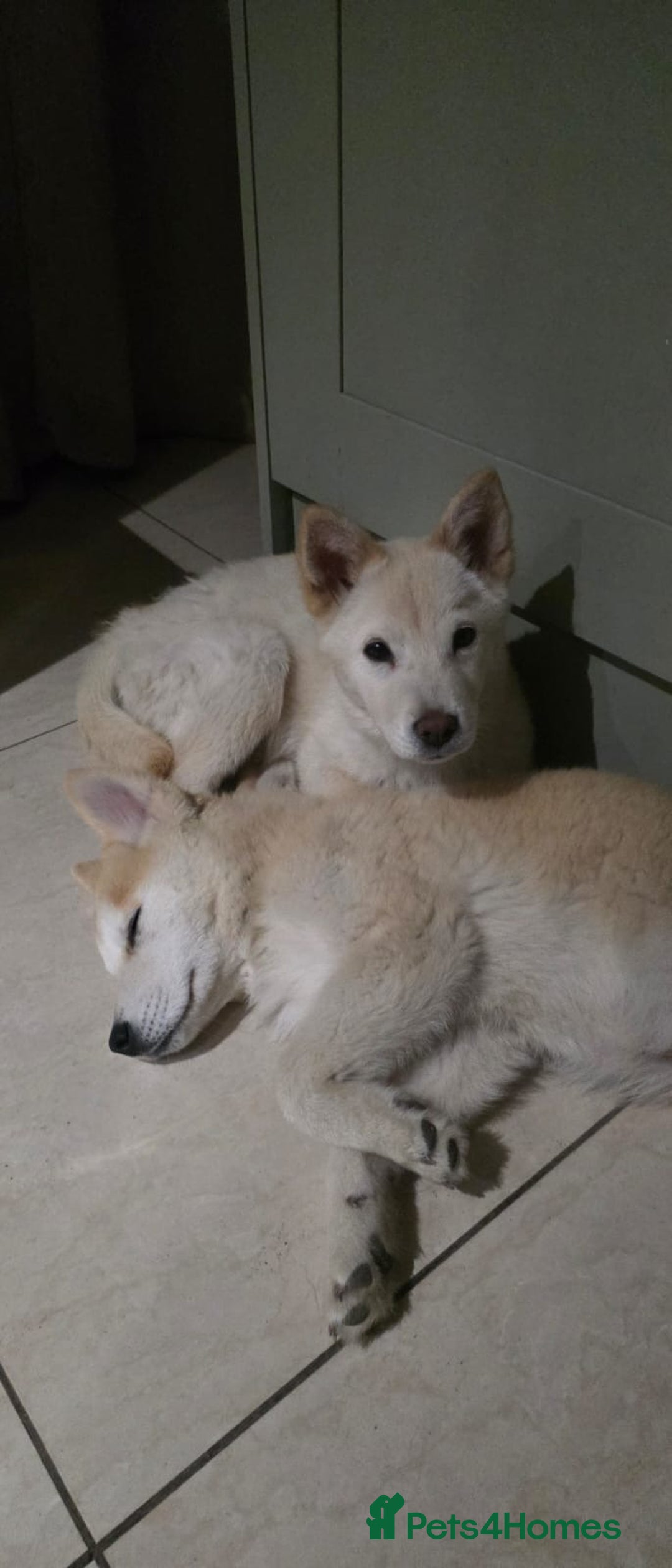 Mixed Breed dogs for sale: One Beautiful female chowski puppy  in Maesteg - Image 9