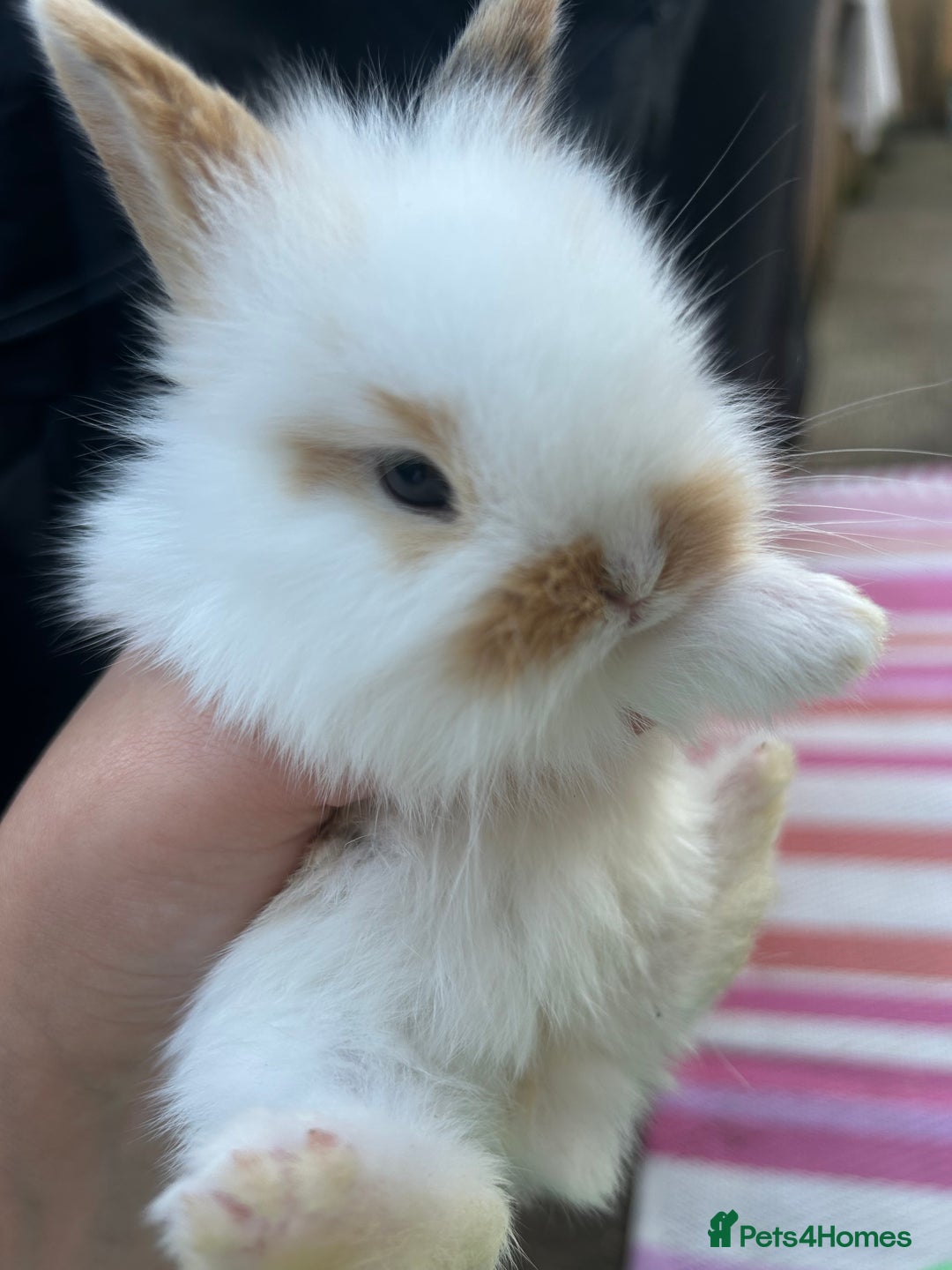 Mini Lion Lop rabbits for sale: 4x mini lop bunnies  - Image 5