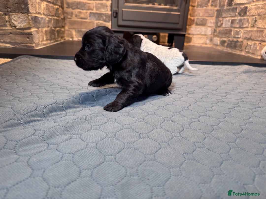 Cocker Spaniel dogs for sale: Chocolate, Blue Roan & Black Cocker Spaniel Babies - Advert 9