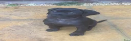 Presa Canario dogs for sale: Female Presa Canario (10 weeks) in Coventry - Advert 1