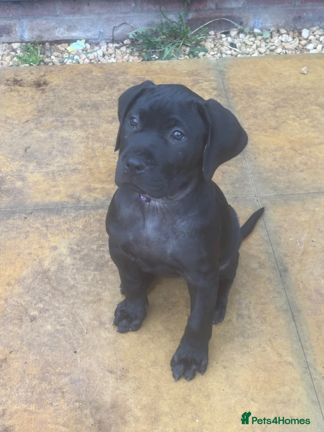 Presa Canario dogs for sale: Female Presa Canario (10 weeks) in Coventry - Advert 1