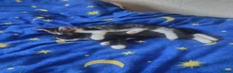 Mixed Breed cats for sale: Kittens looking for a lovely family 😻 in Leeds - Advert 8
