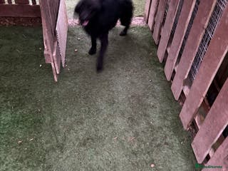 Labradoodle dogs Amazing quality for labradoodles, top quality!! in South Shields - Advert 3