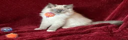 Ragdoll cats for sale: ChampionBloodline 5GENpedigree BSH GCCFreg.parents - Advert 9