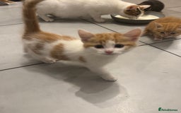 Mixed Breed cats for sale: Mixed breed Kittens  - Image 23