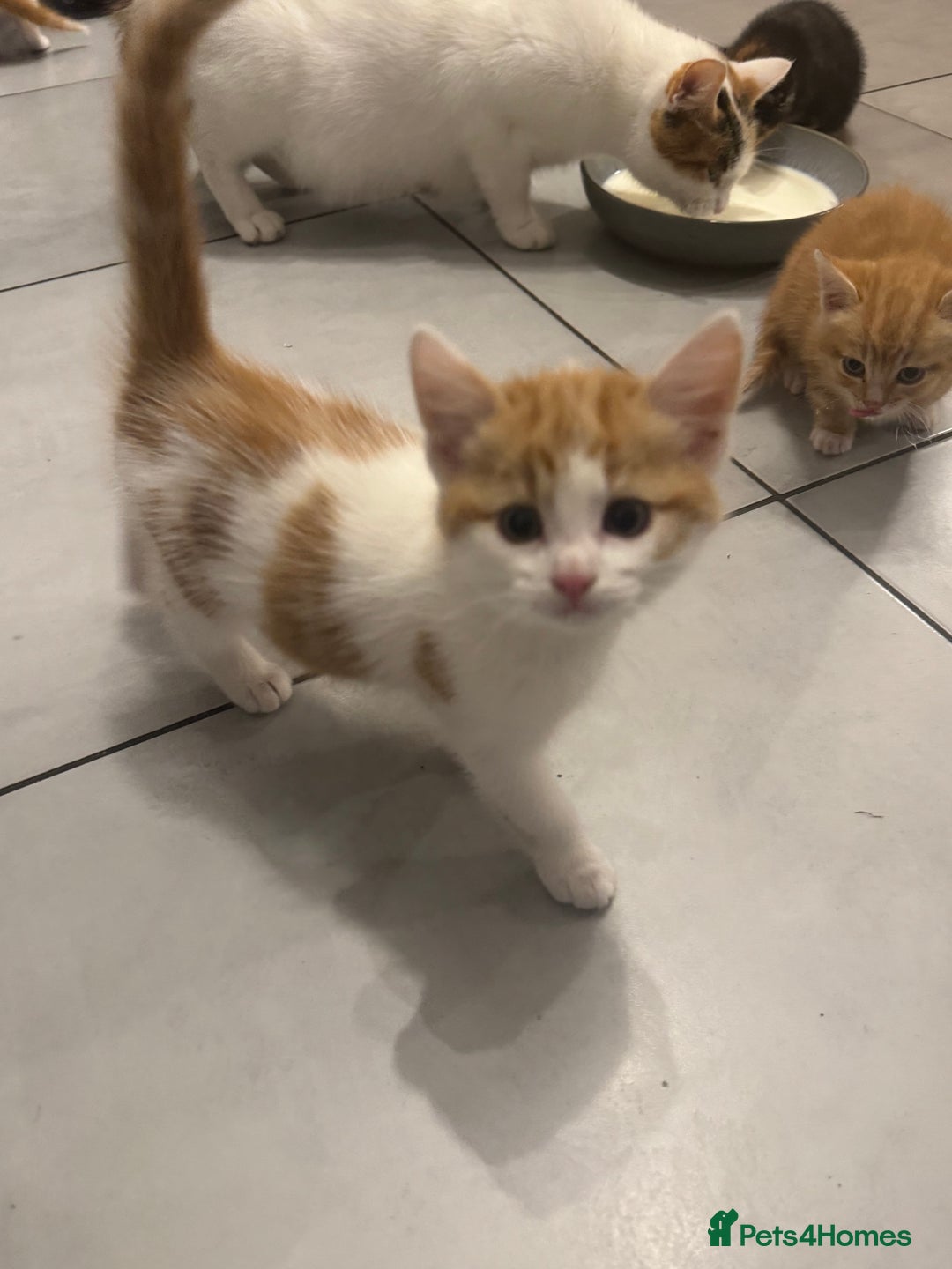 Mixed Breed cats for sale: Mixed breed Kittens  - Image 23