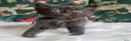 Ragdoll cats for sale: Sweet Blue-eyed Ragdoll Kittens  - Advert 5
