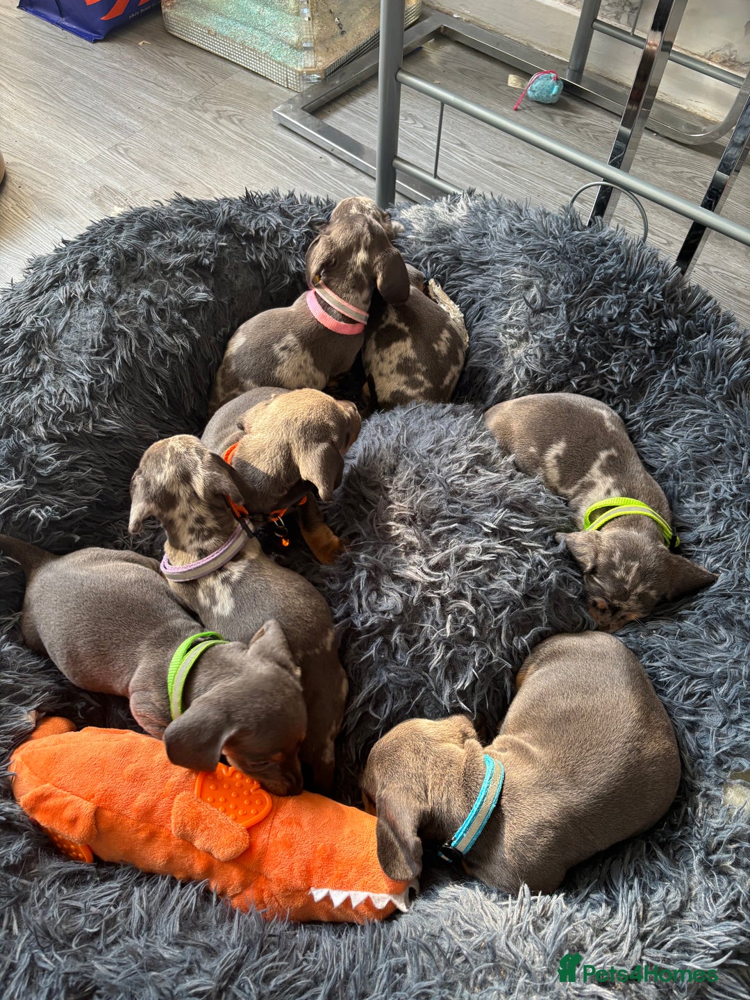 Dachshund dogs for sale: 7 beautiful dachshund baby’s  - Image 8