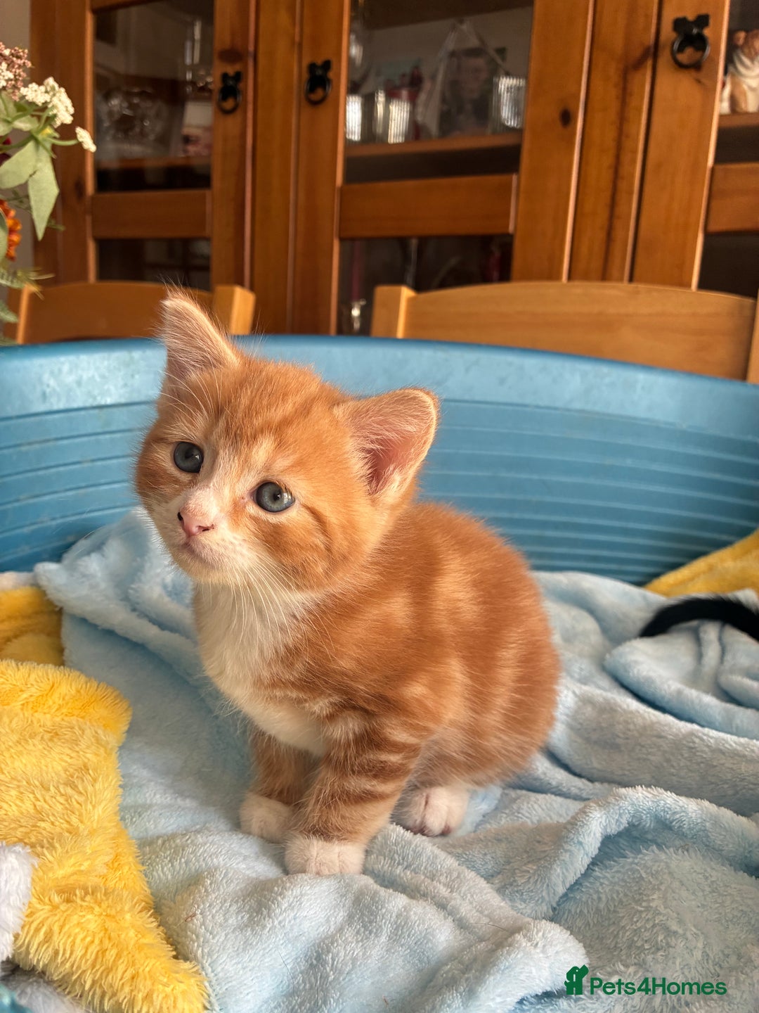 Mixed Breed cats for sale: Two beautiful boy kittens for sale  - Image 5