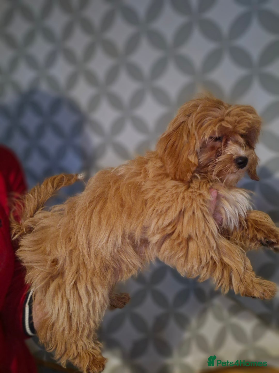 Maltipoo dogs for sale: Beautiful Maltipoo puppies  - Advert 5